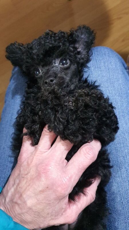 Gorgeous KC Toy Poodle Girl For Sale - Image 14 of 15