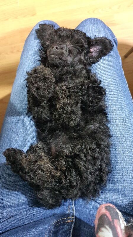 Gorgeous KC Toy Poodle Girl For Sale - Image 15 of 15