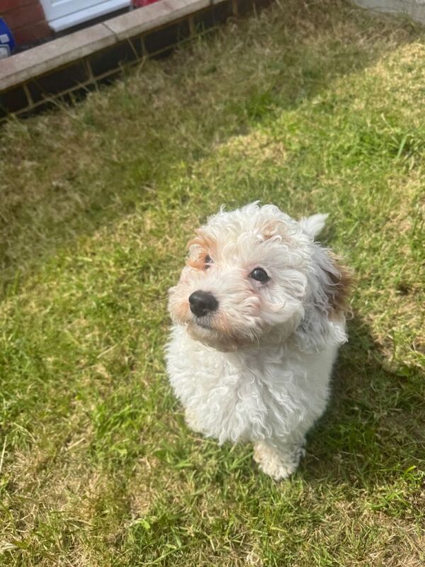 Poodle Puppies For Sale Under £1,000