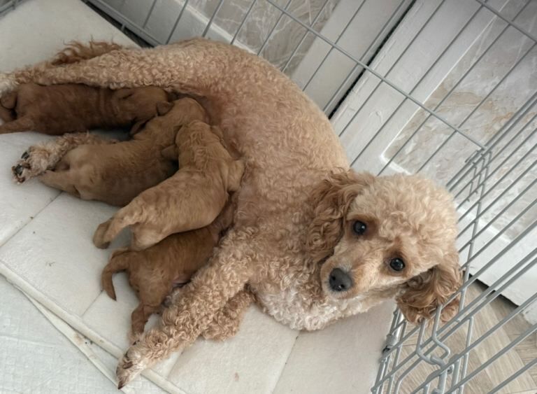 Gorgeous miniature poodle puppies
