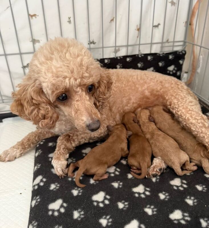 Gorgeous miniature poodle puppies - Image 2 of 6