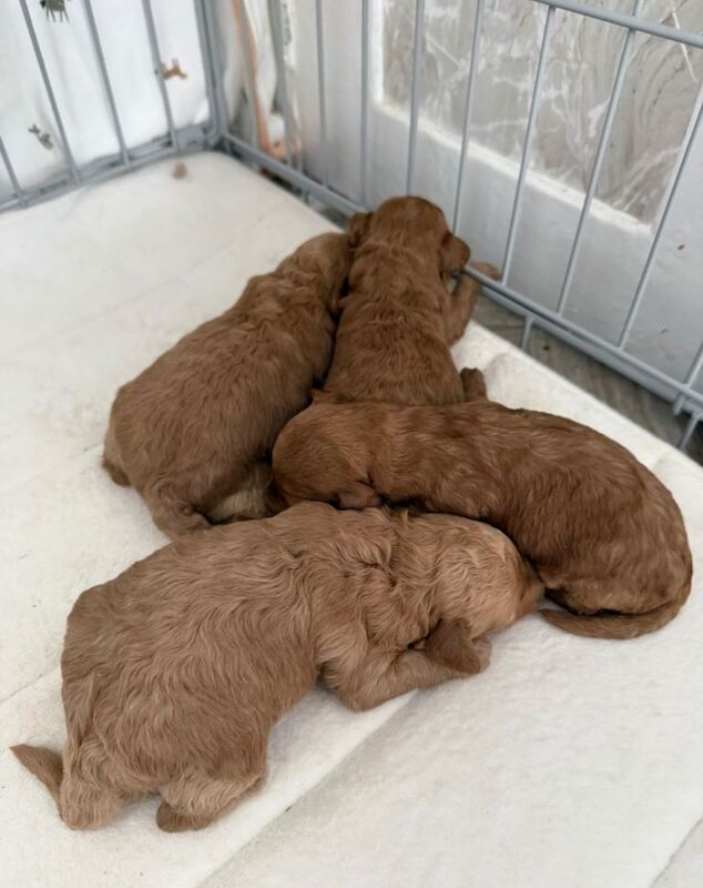 Gorgeous miniature poodle puppies - Image 3 of 6