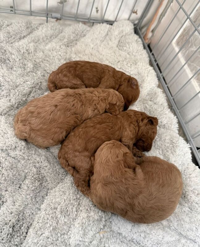 Gorgeous miniature poodle puppies - Image 4 of 6