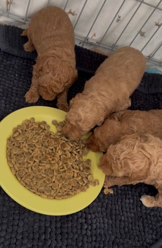 Gorgeous miniature poodle puppies - Image 5 of 6