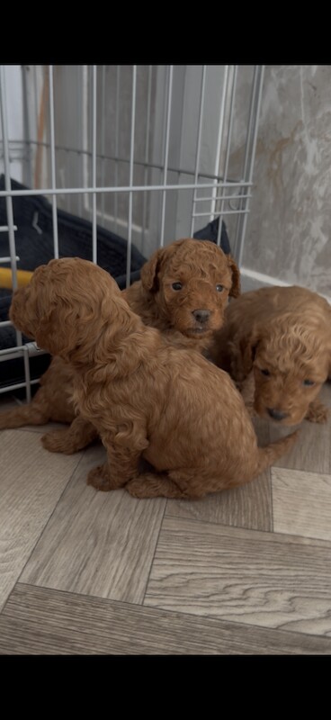 Gorgeous miniature poodle puppies - Image 6 of 6
