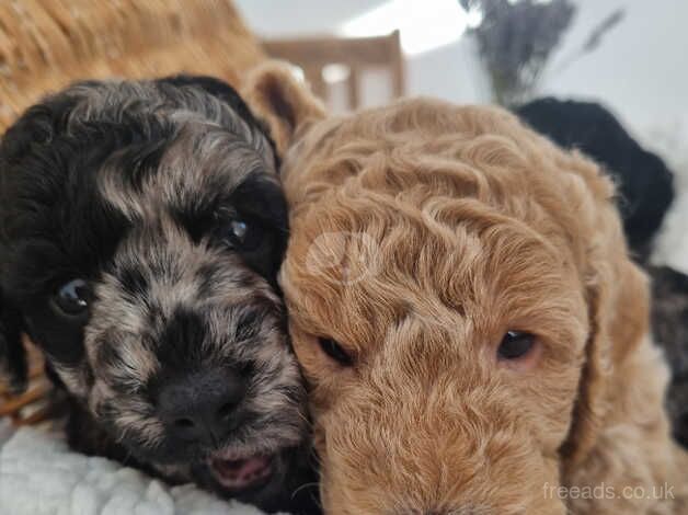 Poodle puppies for sale in Nuneaton, Warwickshire – 10 months old - Image 1 of 5