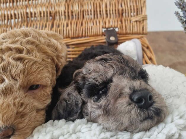 Poodle puppies for sale in Nuneaton, Warwickshire – 10 months old - Image 2 of 5