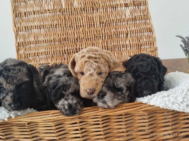Poodle puppies for sale in Nuneaton, Warwickshire – 10 months old - Image 3 of 5