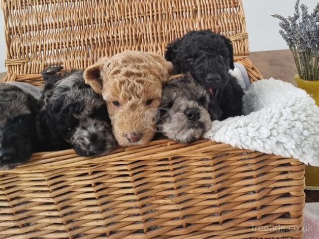 Poodle puppies for sale in Nuneaton, Warwickshire – 10 months old - Image 4 of 5