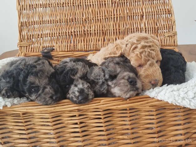 Poodle puppies for sale in Nuneaton, Warwickshire – 10 months old - Image 5 of 5