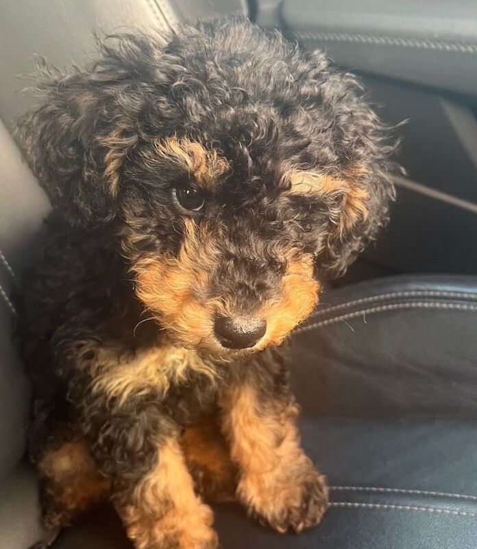 Kennel Club Registered Poodle Puppies For Sale