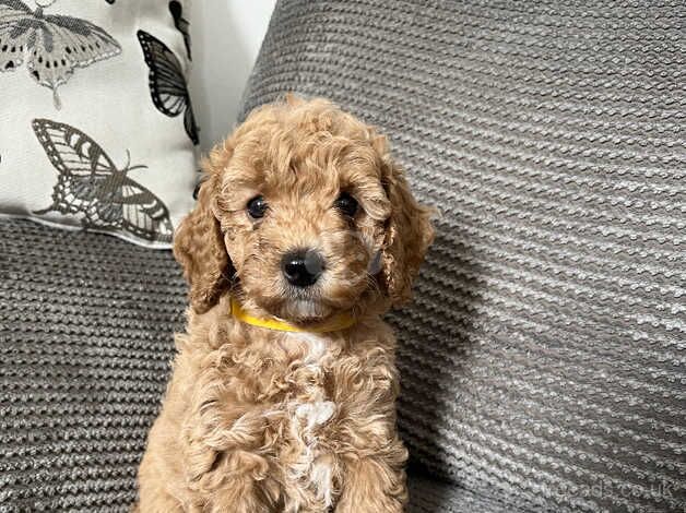 Poodle puppies for sale in Redruth, Cornwall – KC registered, 11 months old - Image 1 of 5