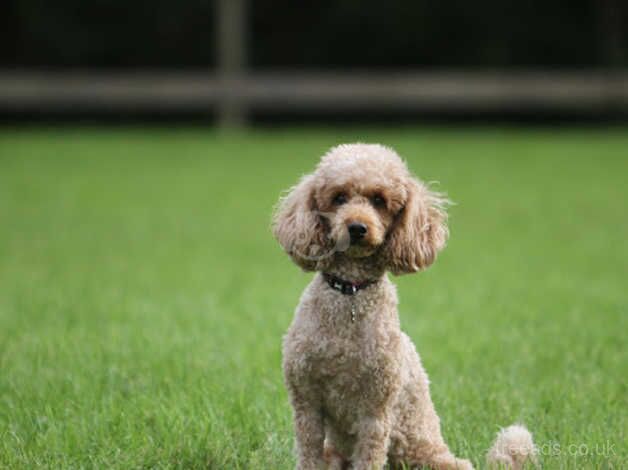 Poodle puppies for sale in Redruth, Cornwall – KC registered, 11 months old - Image 2 of 5