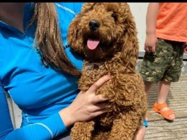 Poodle puppies for sale in Redruth, Cornwall – KC registered, 11 months old - Image 3 of 5