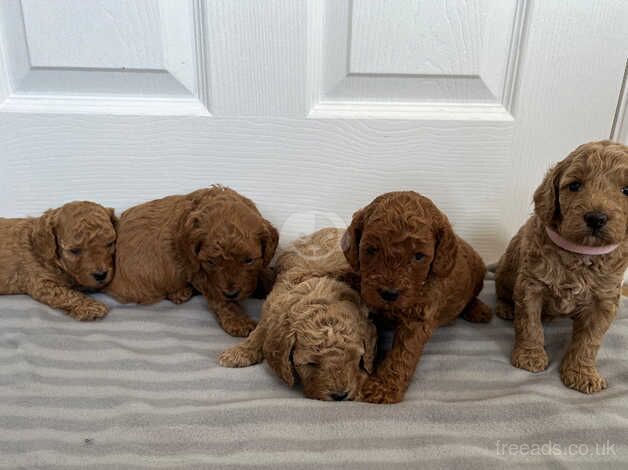 Poodle puppies for sale in Redruth, Cornwall – KC registered, 11 months old - Image 4 of 5