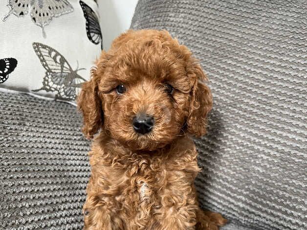 Poodle puppies for sale in Redruth, Cornwall – KC registered, 11 months old - Image 5 of 5