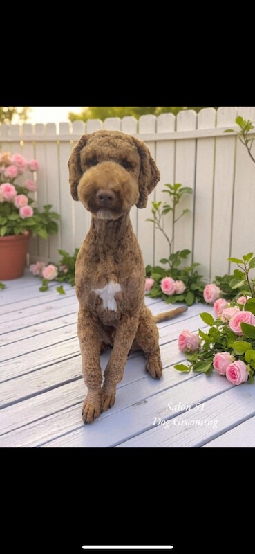 Poodle puppies for sale in Cramlington, Northumberland – 1 year old