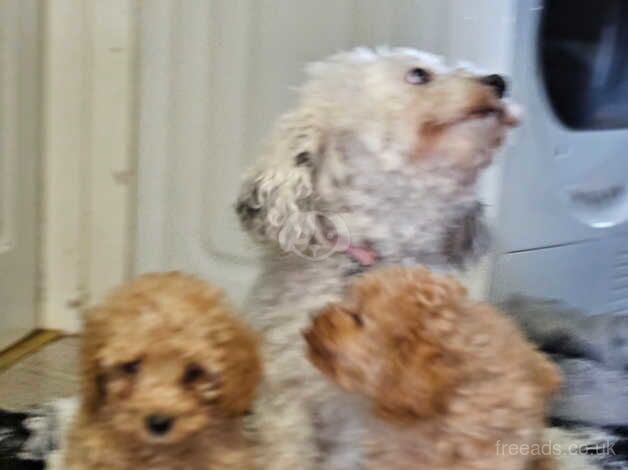 Poodle puppies for sale in Birmingham, West Midlands – 1 year old - Image 1 of 5