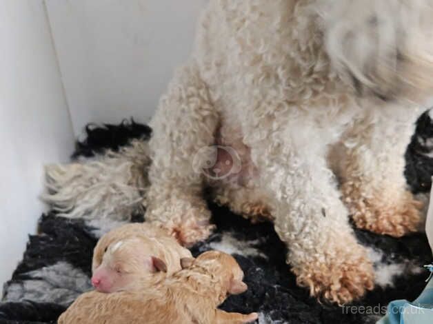 Poodle puppies for sale in Birmingham, West Midlands – 1 year old - Image 2 of 5