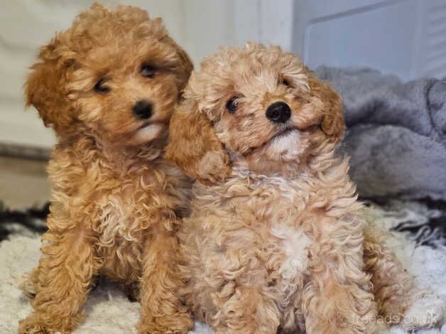 Poodle puppies for sale in Birmingham, West Midlands – 1 year old - Image 3 of 5