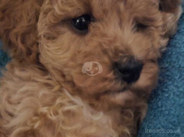 Poodle puppies for sale in Birmingham, West Midlands – 1 year old - Image 4 of 5