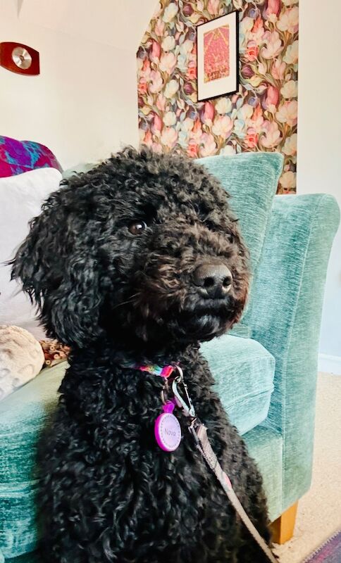 Happy, gentle and loving poodle girl