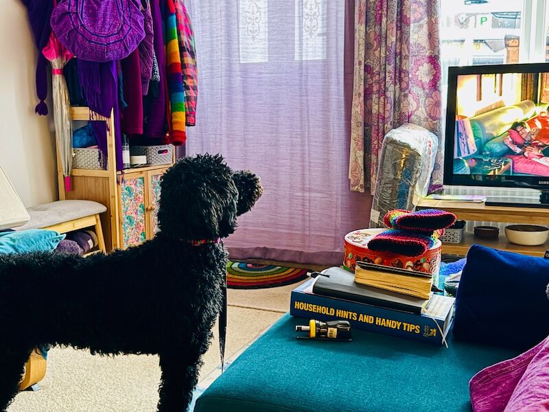 Happy, gentle and loving poodle girl - Image 2 of 3