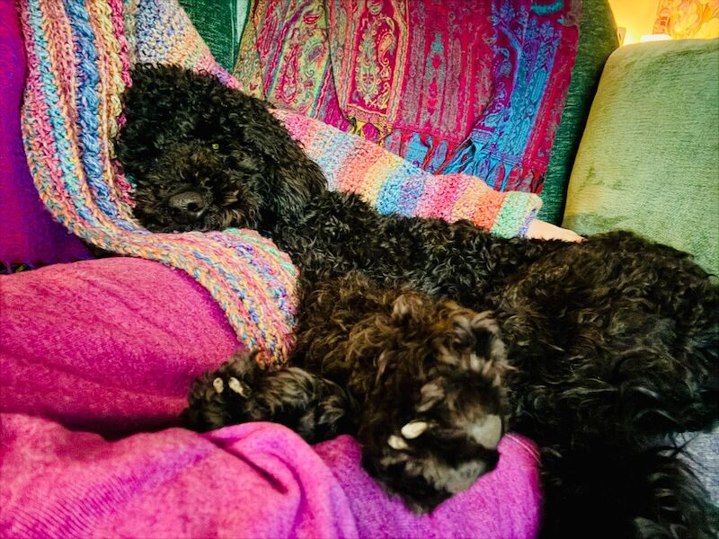 Happy, gentle and loving poodle girl - Image 3 of 3
