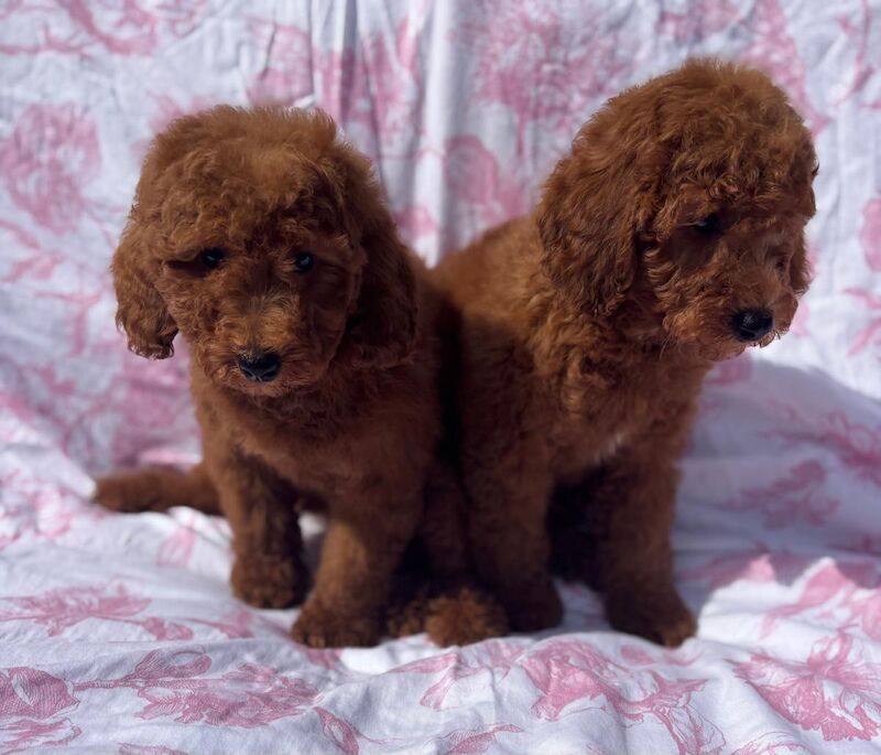 Poodle puppies for sale in Staines-upon-Thames, Surrey – 9 weeks old