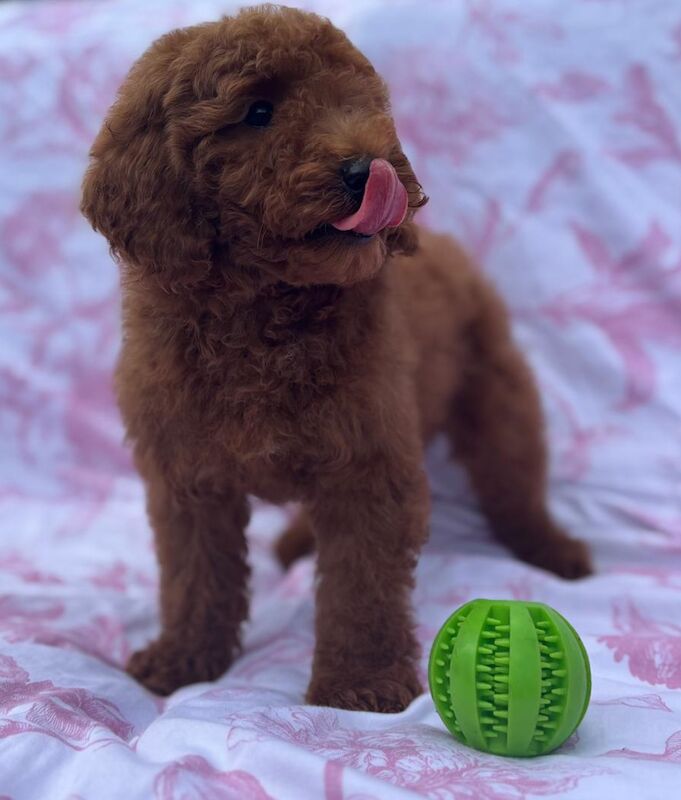 Poodle puppies for sale in Staines-upon-Thames, Surrey – 9 weeks old - Image 2 of 11