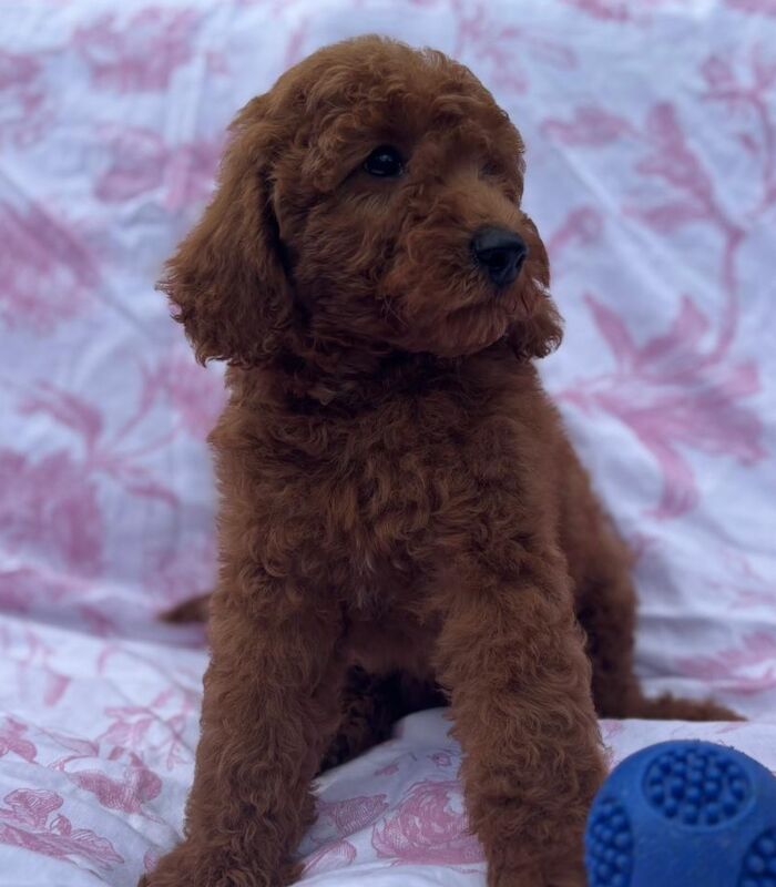 Poodle puppies for sale in Staines-upon-Thames, Surrey – 9 weeks old - Image 3 of 11