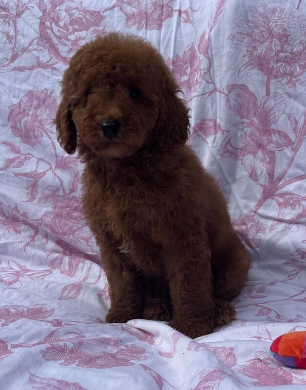 Poodle puppies for sale in Staines-upon-Thames, Surrey – 9 weeks old - Image 4 of 11