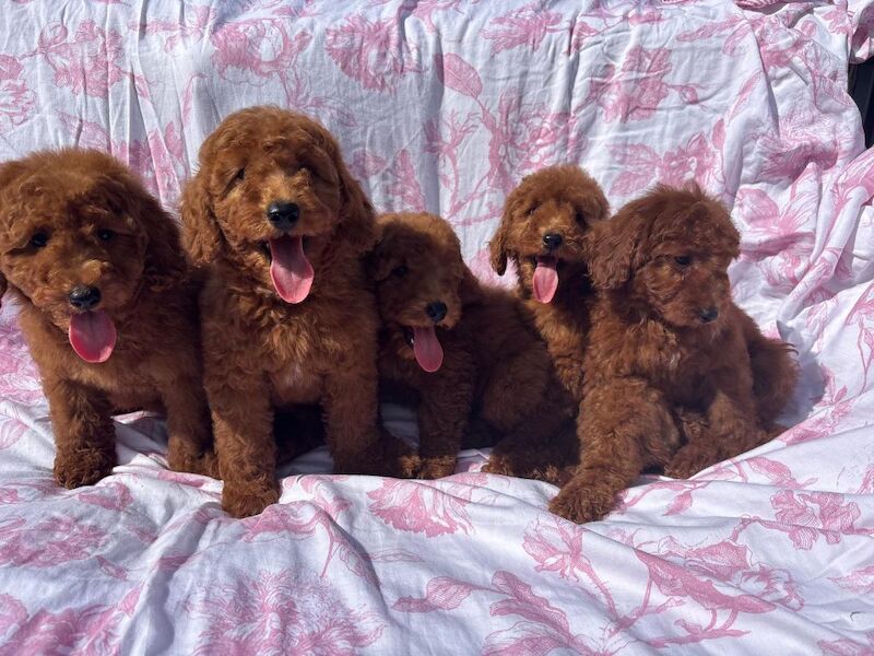 Poodle puppies for sale in Staines-upon-Thames, Surrey – 9 weeks old - Image 6 of 11