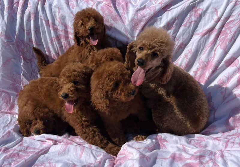Poodle puppies for sale in Staines-upon-Thames, Surrey – 9 weeks old - Image 7 of 11
