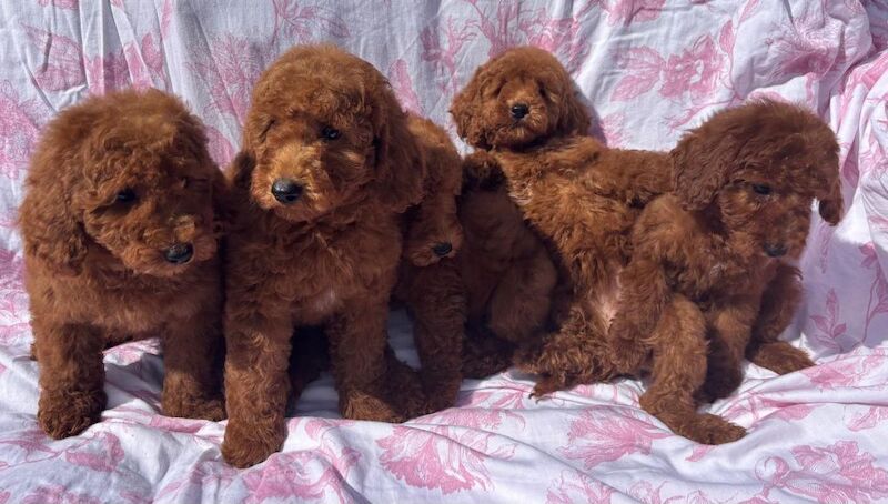 Poodle puppies for sale in Staines-upon-Thames, Surrey – 9 weeks old - Image 8 of 11