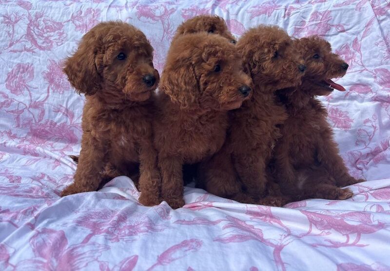 Poodle puppies for sale in Staines-upon-Thames, Surrey – 9 weeks old - Image 9 of 11