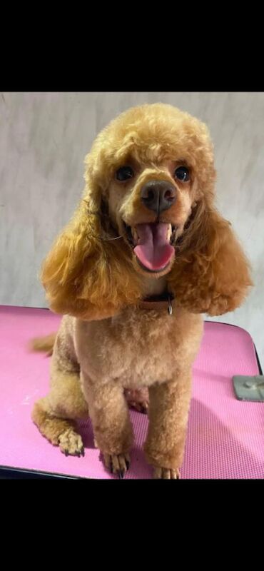 Poodle puppies for sale in Staines-upon-Thames, Surrey – 9 weeks old - Image 10 of 11