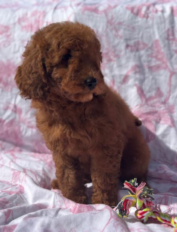 Poodle puppies for sale in Staines-upon-Thames, Surrey – 9 weeks old - Image 11 of 11