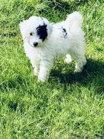Poodle puppies for sale in Colchester, Essex – 1 year old - Image 2 of 5