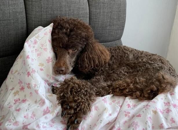 Poodle puppies for sale in Colchester, Essex – 1 year old - Image 3 of 5