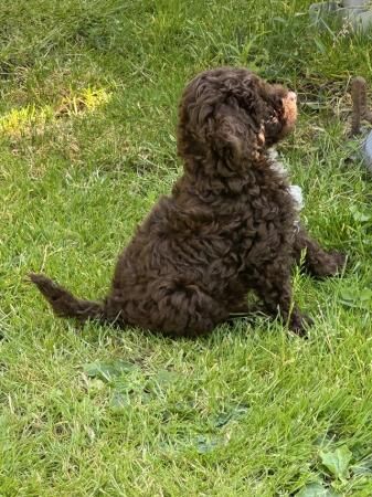 Poodle puppies for sale in Colchester, Essex – 1 year old - Image 4 of 5