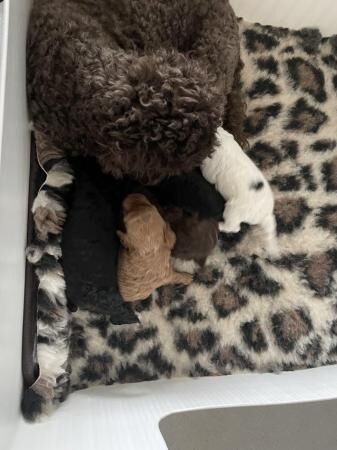 Poodle puppies for sale in Colchester, Essex – 1 year old - Image 5 of 5