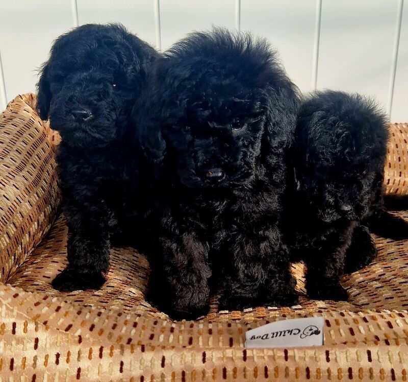 Poodle puppies for sale in Staines-upon-Thames, Surrey – 11 months old - Image 2 of 12
