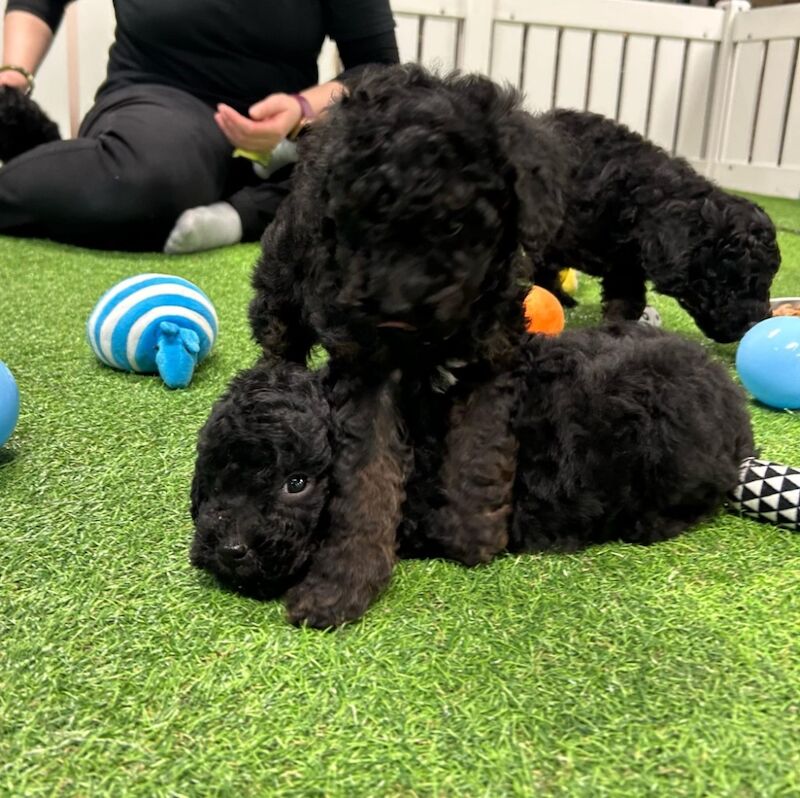 Heath test clear miniature poodle puppies for sale in Staines-upon-Thames, Surrey - Image 3