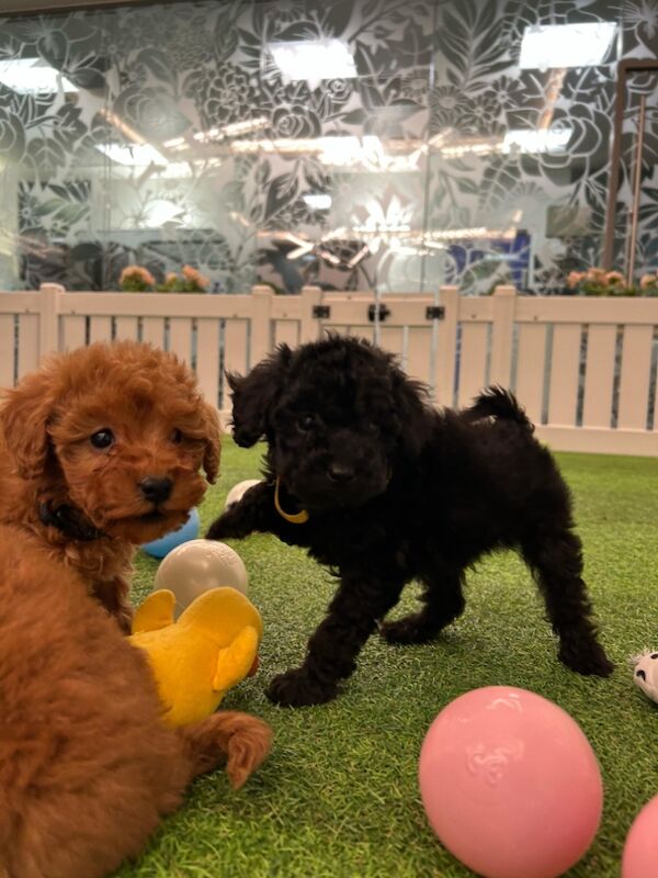 Poodle puppies for sale in Staines-upon-Thames, Surrey – 11 months old - Image 4 of 12