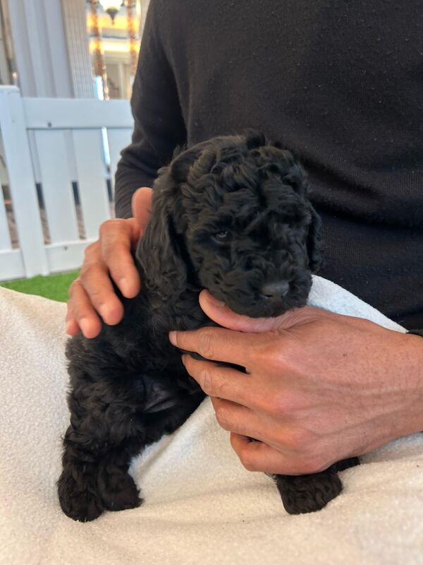 Heath test clear miniature poodle puppies for sale in Staines-upon-Thames, Surrey - Image 5