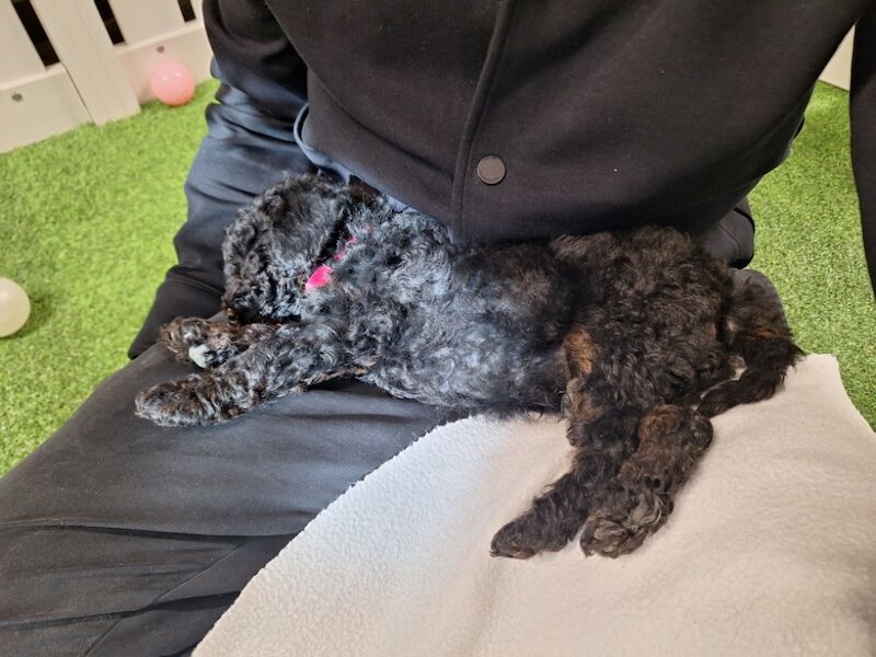 Heath test clear miniature poodle puppies for sale in Staines-upon-Thames, Surrey - Image 6