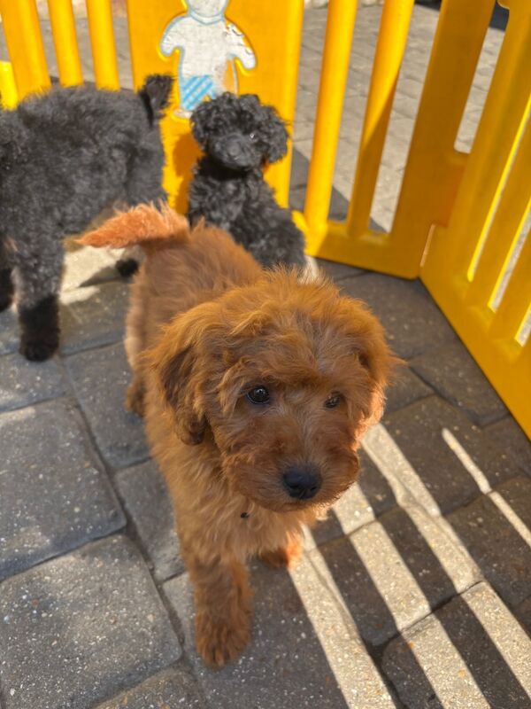 Poodle puppies for sale in Staines-upon-Thames, Surrey – 11 months old - Image 7 of 12