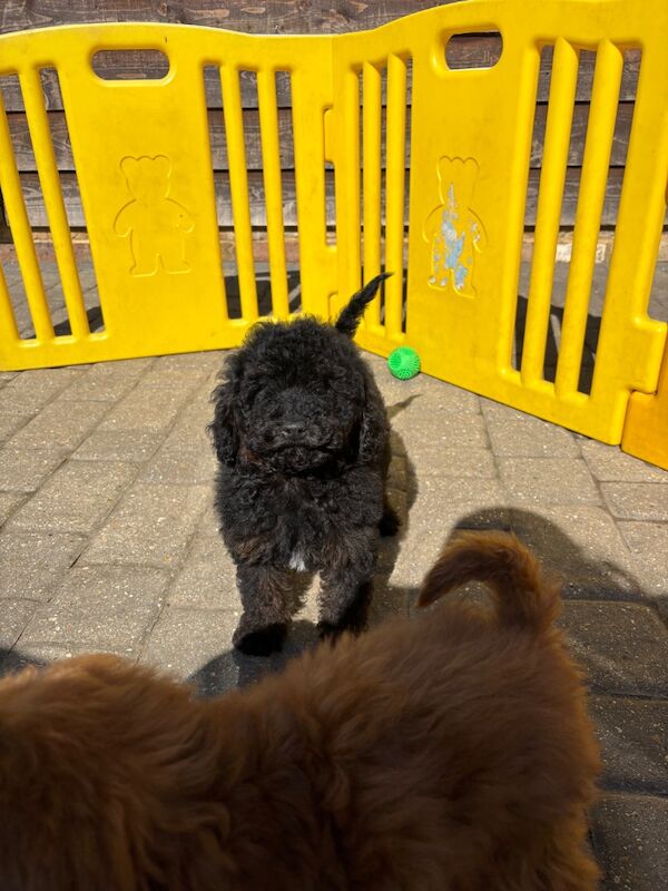 Heath test clear miniature poodle puppies for sale in Staines-upon-Thames, Surrey - Image 8