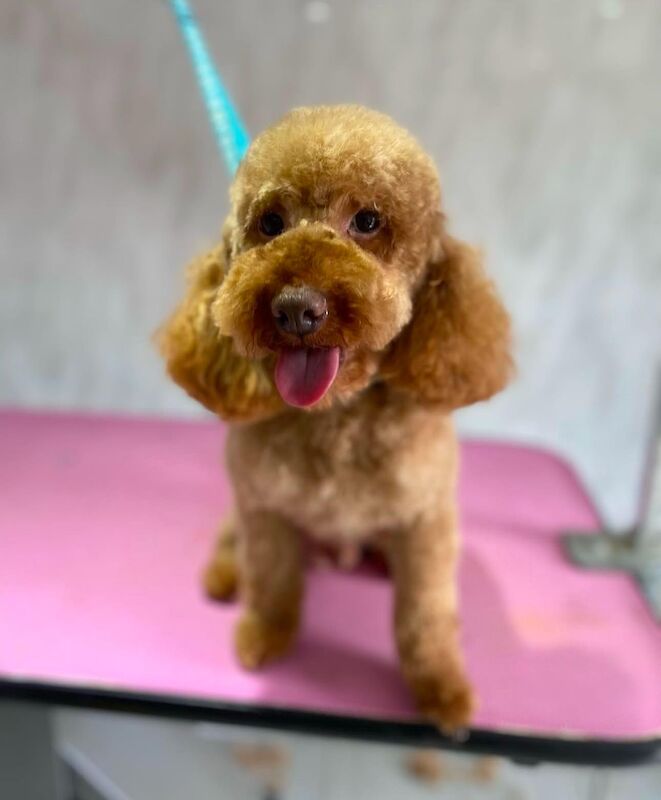 Poodle puppies for sale in Staines-upon-Thames, Surrey – 11 months old - Image 10 of 12